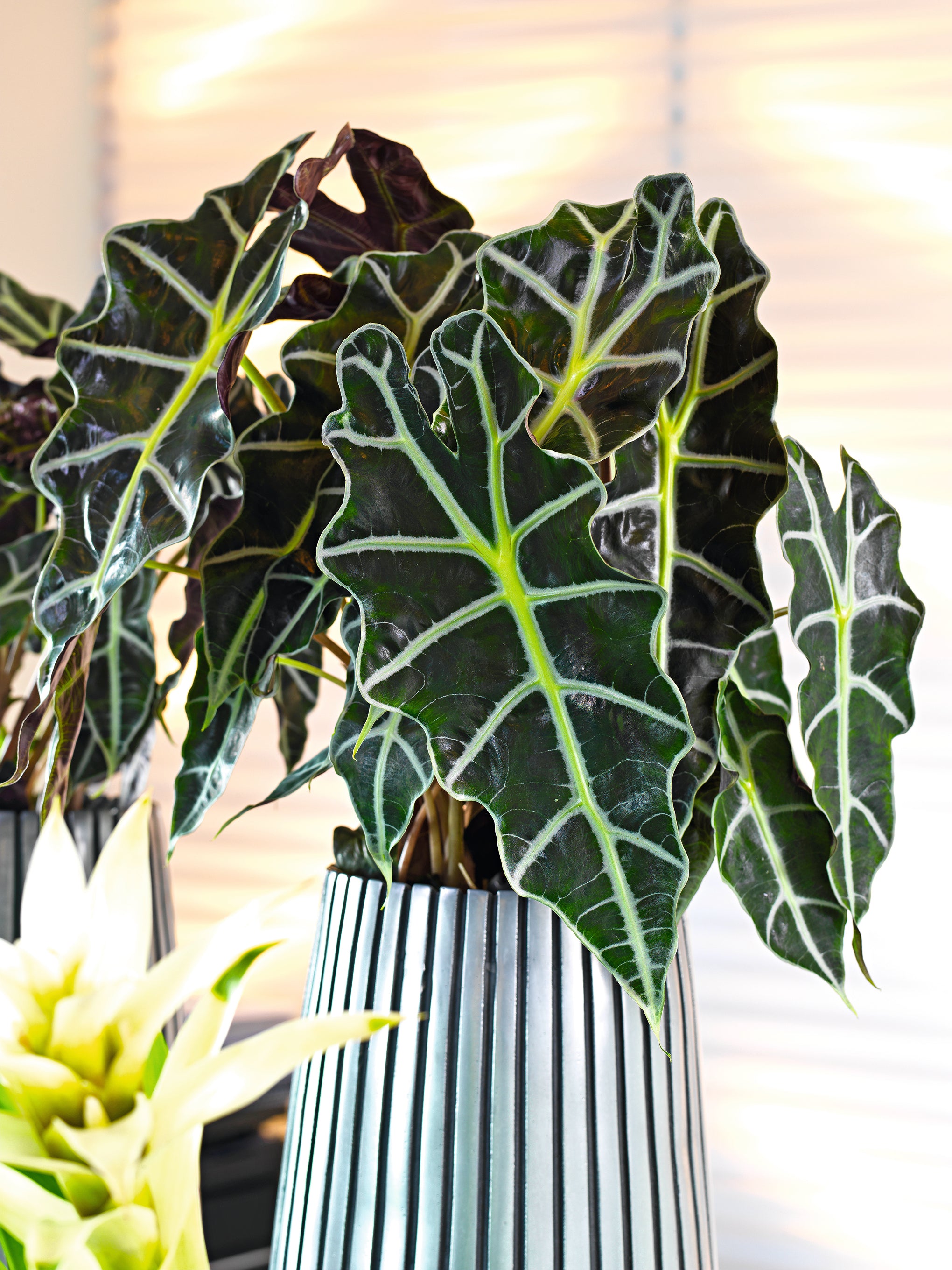 Lines , 57cm height 120cm alu black