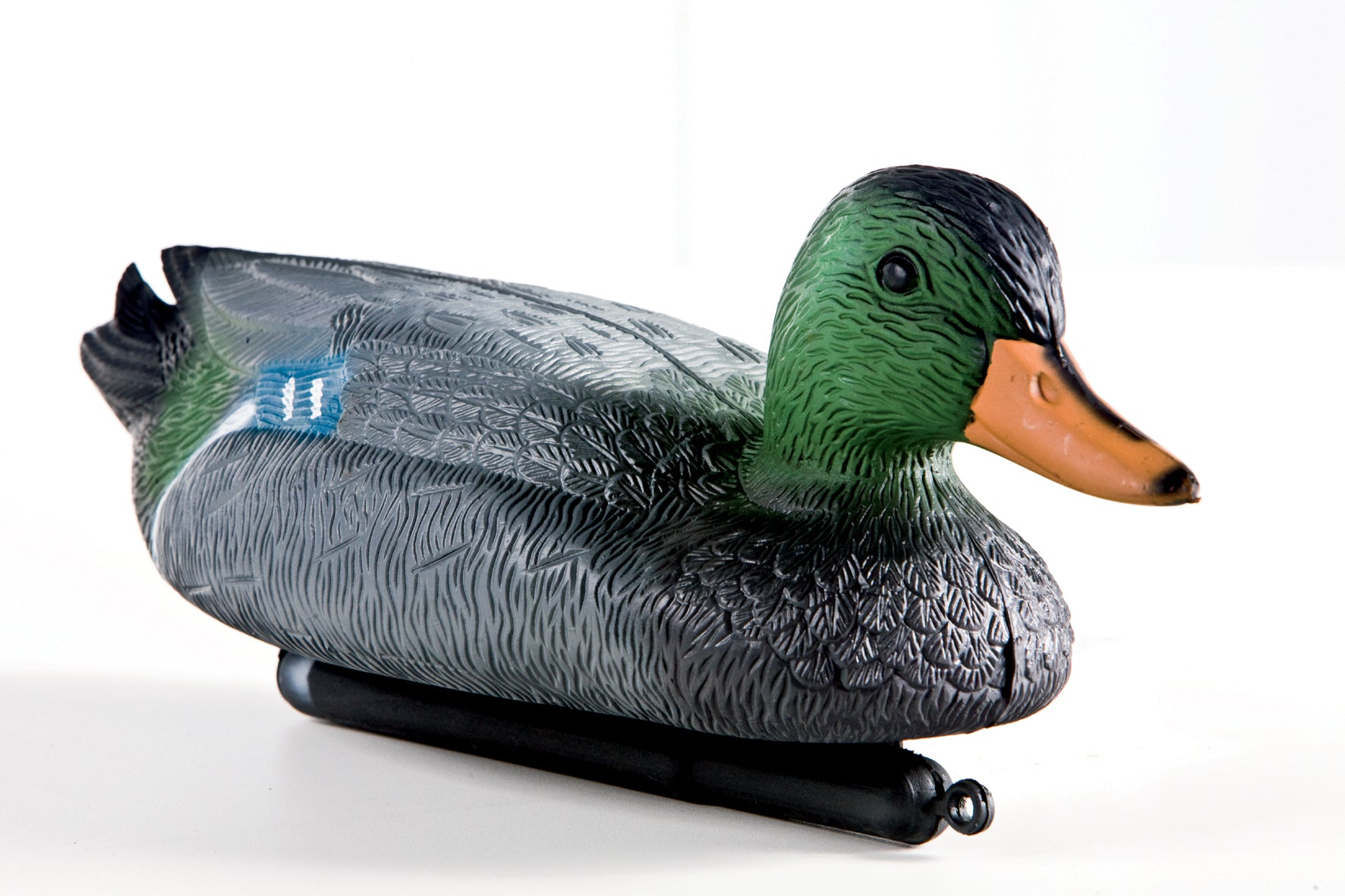 WILD MALE DUCK