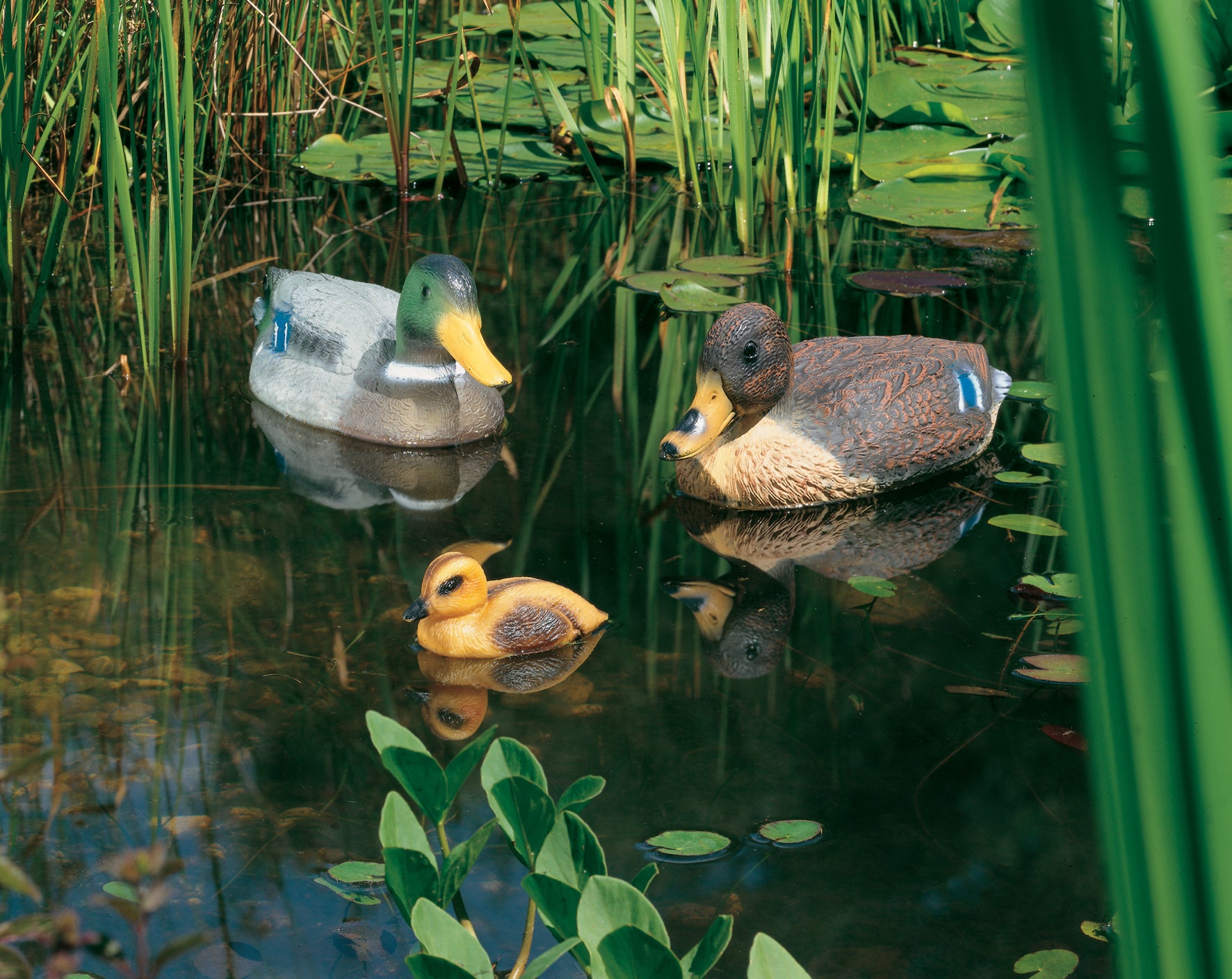 WILD MALE DUCK