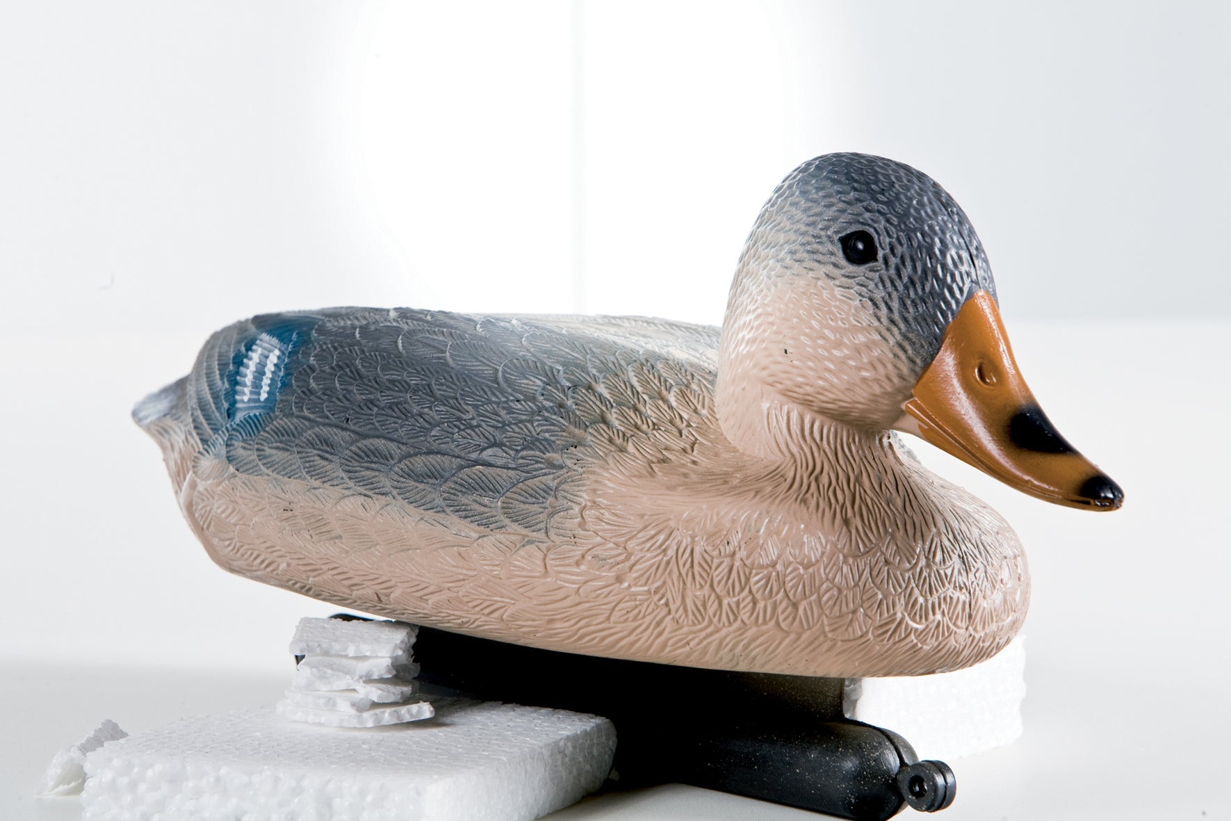 WILD FEMALE DUCK