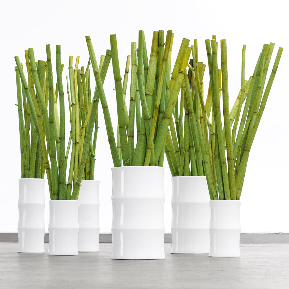 Bamboo vase 36cm , 21cm white