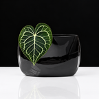 LENS & ORBIT Porcelain vase 25cm, 38cm, 55cm black