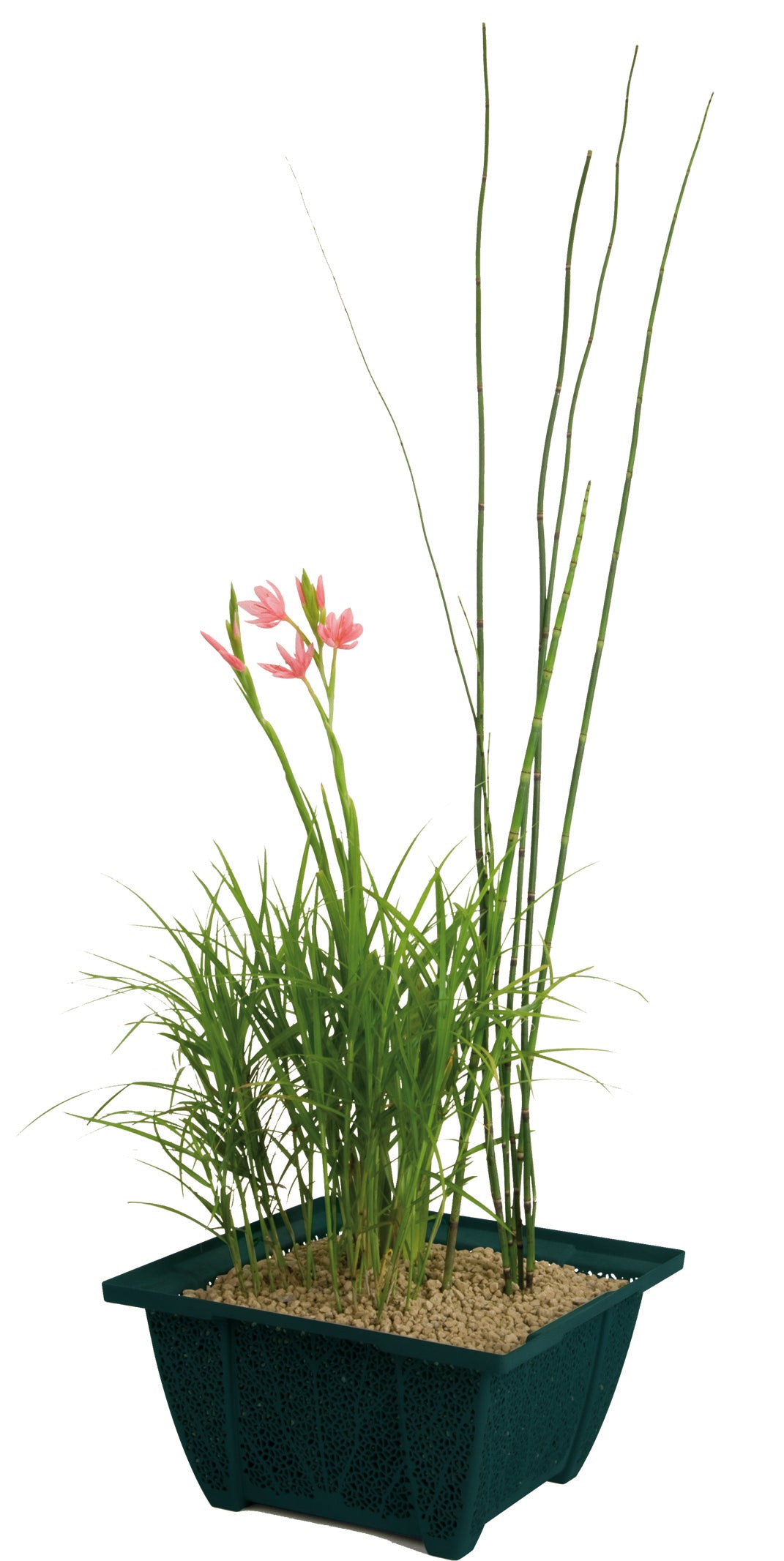 QUICK START PLANT BASKET 25cm